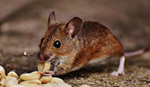 hoarding-cleanup-pest-control Experts in Randolph Ctr